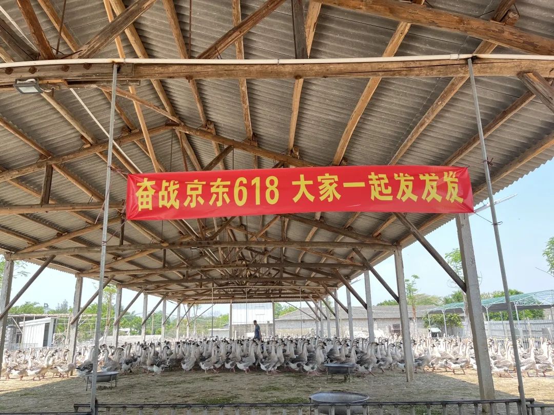 京东618和双11哪个力度大_京东618活动是从几号到几号_京东618