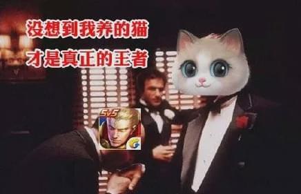 淘宝双十一养猫游戏_淘宝双十一游戏_双十一帮喵喵盖楼