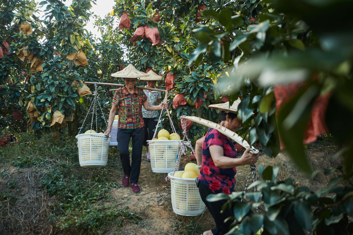 抖音电商_抖音电商社会价值_兴趣电商助力乡村振兴